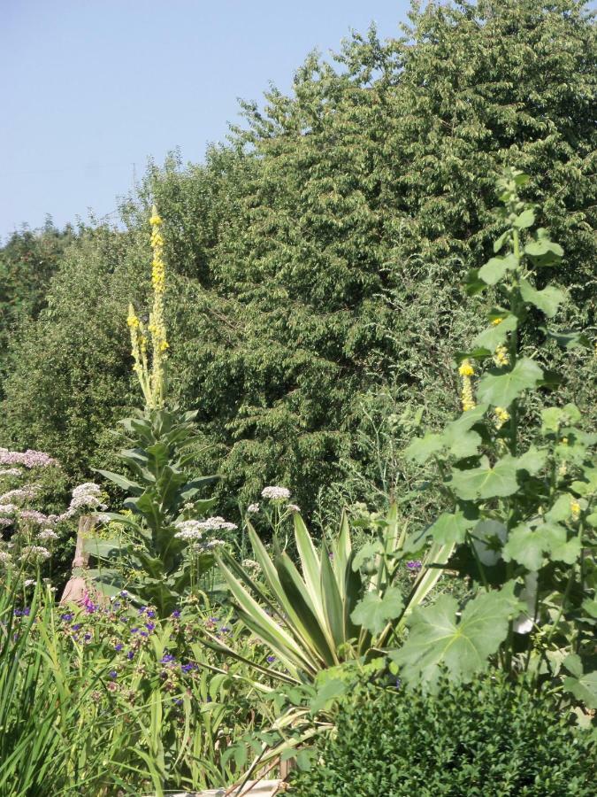 Kleine Villa Im Wilden Garten Gummersbach Extérieur photo